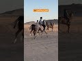 أشبال المربط اكسبلور خيل سعد الخيال الصغير ترند عواد حصان أشبال المربط اكسبلور خيل سعد الخيال الصغير ترند عواد حصان