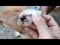 Save poor dog a way from ticks bite removing ticks are biting dogs ear animalvcd