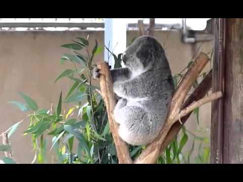 Sleepy Koala Sneezing