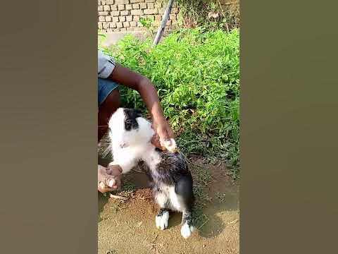 Tumak tumak - YouTube