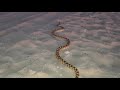 Serpiente en la playa Bahía de kino Sonora
