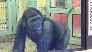 朝、飼育員さんを待つゲンタロウ【京都市動物園】