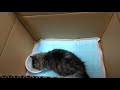 保護して初めてのごはんを「うまうま」言いながら食べる保護子猫【保護猫/迷い猫/捨て猫】