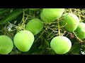 വാസ്തുപ്രകാരം ഈ മരങ്ങള് വീട്ടില് വേണ്ട||Health Tips Malayalam