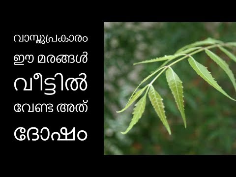 വാസ്തുപ്രകാരം ഈ മരങ്ങള്‍ വീട്ടില്‍ വേണ്ട| Malayalam Astrology | Vastu Tips