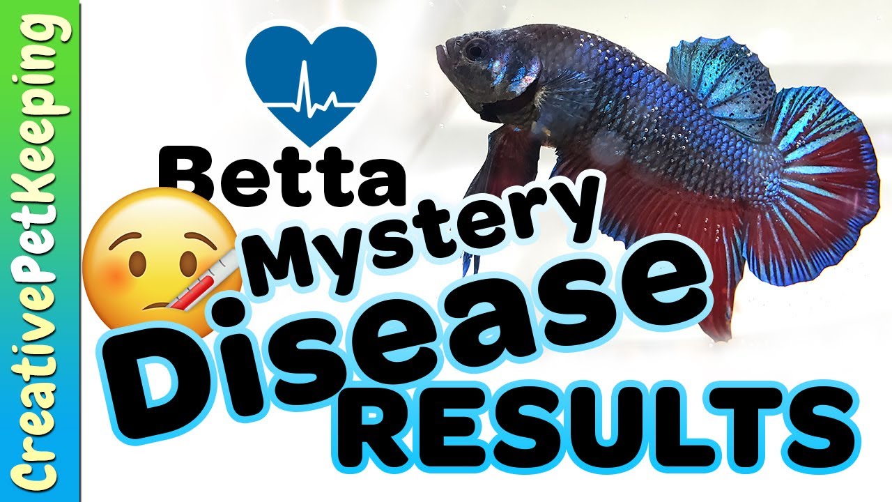 hangouts on air august 1 Betta Fish Disease RESULTS - Livestream