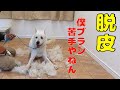 紀州犬北斗くんの衣替え 俺ブラッシング苦手やねん