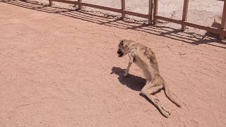 Terrified, she thought her rescuer was the one who punished her, dragging herself away in pain!