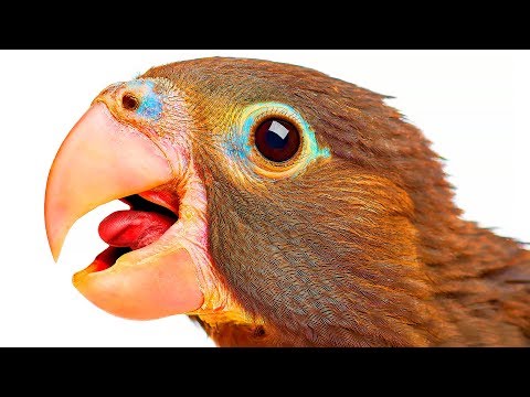 Как попугаям удается разговаривать