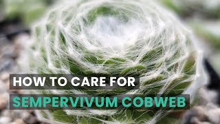 BEST TIPS | HOW TO CARE FOR SEMPERVIVUM COBWEB HENS AND CHICKS | SEMPERVIVUM ARACHNOIDEUM