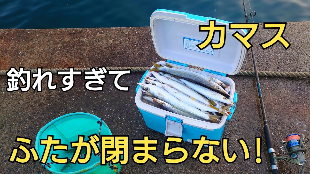 ルアーで30cm超えの【カマス】爆釣！釣れ過ぎてクーラーボックスのふた