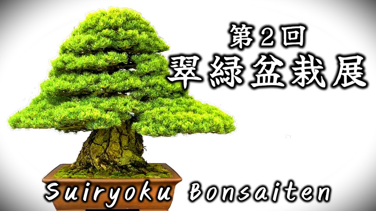 第2回 翠緑盆栽展　Suiryoku Bonsaiten