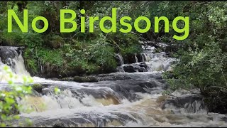 Forest Waterfall Nature Sounds - Water Flowing in a Stream for Sleeping - Natural Music of the River