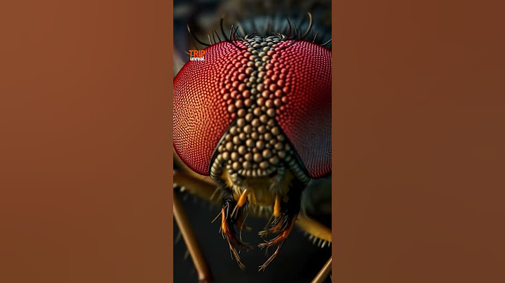 Creepy Fly Eyes Zoomed In! 🪰 #TrypophobiaTrigger #InsectVibes
