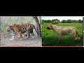 Tigre de bengala vs epicion hayden quem vence