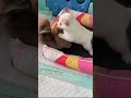 WHAT IF...MAYBE, YOU HAVE MORE THAN ONE PUPPY?!" 🤪😆#LAUGHING #AMUSING #ANIMAL #HILARIOUS #DOG
