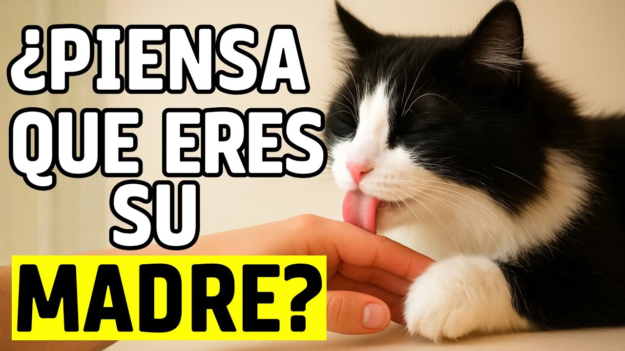 ¡11 señales de que tu gato piensa que eres su mamá!