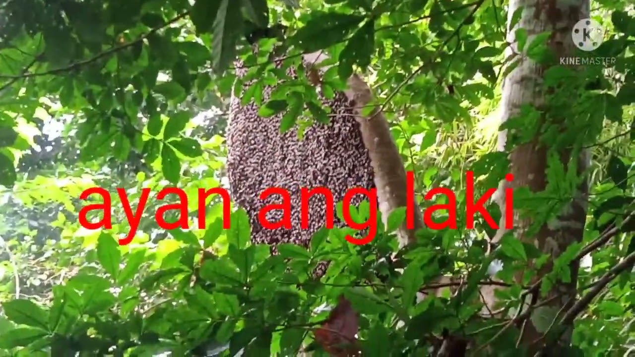 harvesting honey bee in Philippines