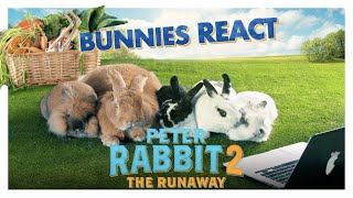 PETER RABBIT 2: THE RUNAWAY – Bunnies React