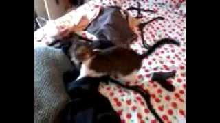 My sock!!!! by chickybumble 149 views 11 years ago 4 minutes