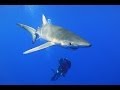 Azoren - Tauchen mit Mobulas und Blauhaien - eine Sondertour von Tauchertraum