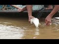 Amazing Net fishing - catching fish and catching shrimp in savannakhet laos , Amazing fishing