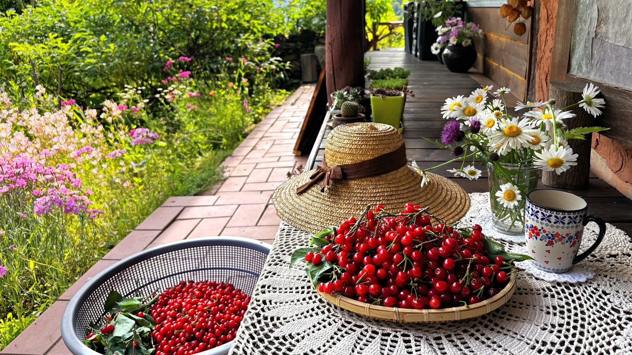 Время собирать вишню!🍒🧺 | Цветущие ирисы и пионы | Овощеводство👩‍🌾