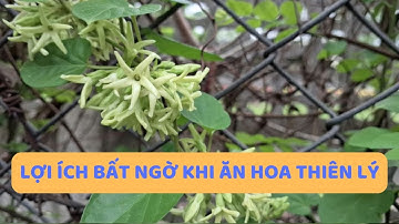 ĂN HOA THIÊN LÝ CÓ TÁC DỤNG GÌ? LỢI ÍCH BẤT NGỜ CỦA HOA THIÊN LÝ | VÀ LƯU Ý KHI ĂN HOA THIÊN LÝ.