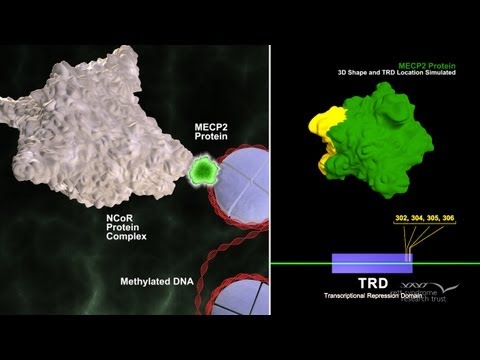 Video: DNA-methyleringslezer MECP2: Celtype- En Differentiatiestadespecifieke Eiwitverdeling