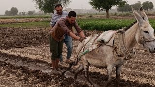 اتفرج علي طريقة مليس الفحل او التركيب