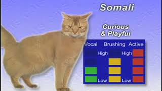The Somali Cat | Cat Breed Videos (The Ideal Companion)