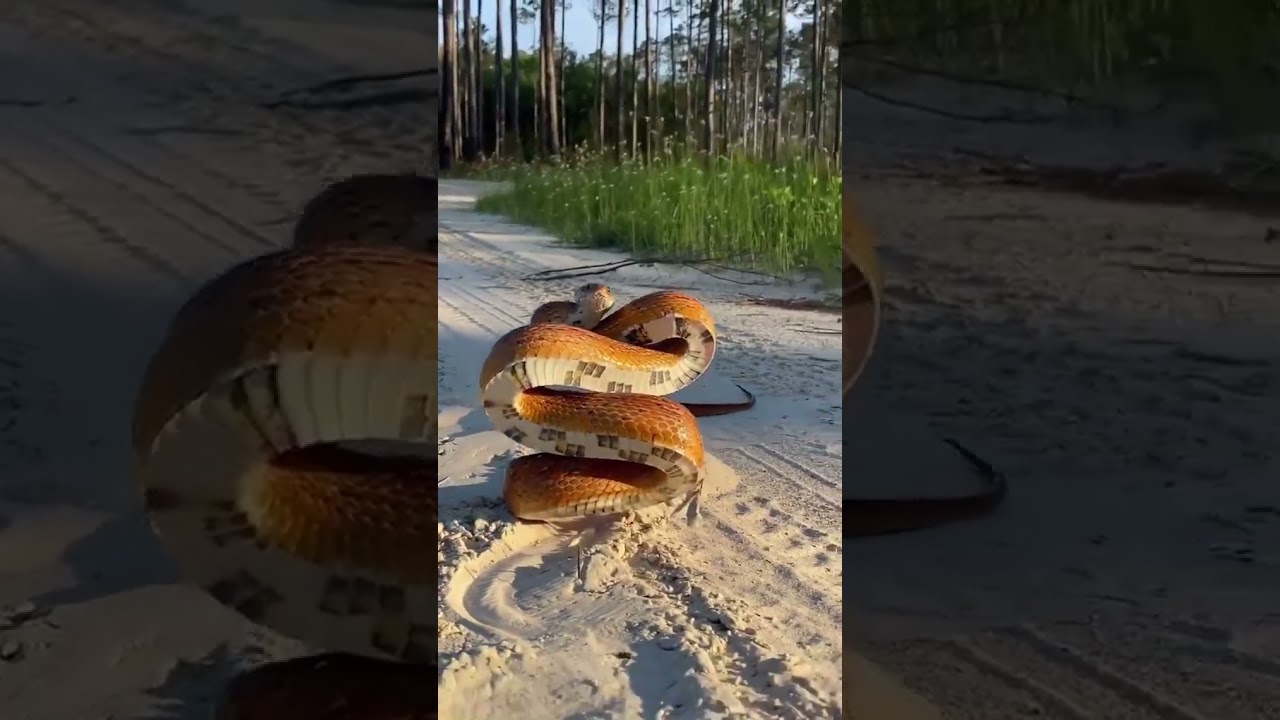 #RandomSnakes