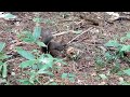 【旭川】見本林（三浦綾子記念文学館）のリス a squirrel in Asahikawa, JAPAN