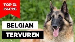 99% of Belgian Tervuren Owners Don't Know This