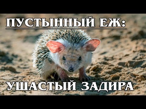 Video: Eared hedgehog: opis i fotografija. Šta jede uhasti jež?
