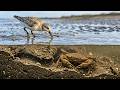 The Sea Pulls Back: Shorebirds and the Hidden Feast Below - Fast & Furious