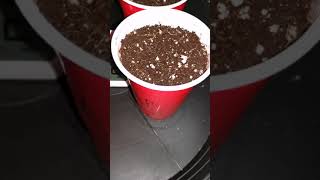 Santica Gardens-Season 1 Episode 3 Barney's Farm & Dutch Passion grow