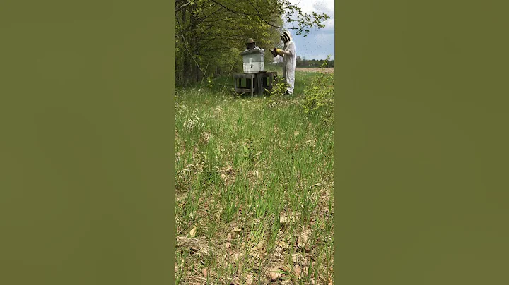 Beehive swarm