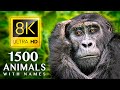 1500 animals names and sounds 8k ultra