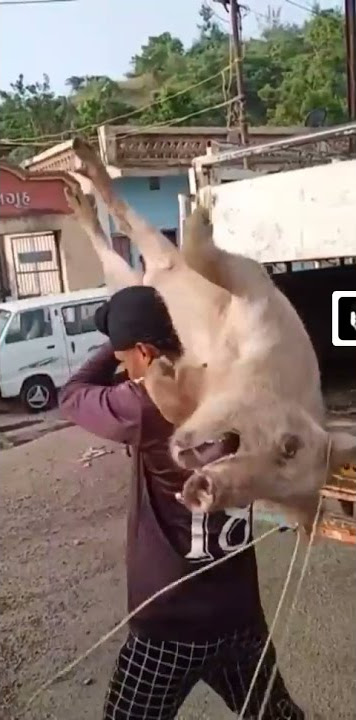 kandhe pe utha ke suar truck me dala