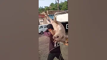Kandhe Pe Utha Ke Suar Truck Me Dala 