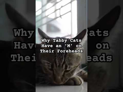 Video: Hoe zijn tabby-katten aan de m gekomen?