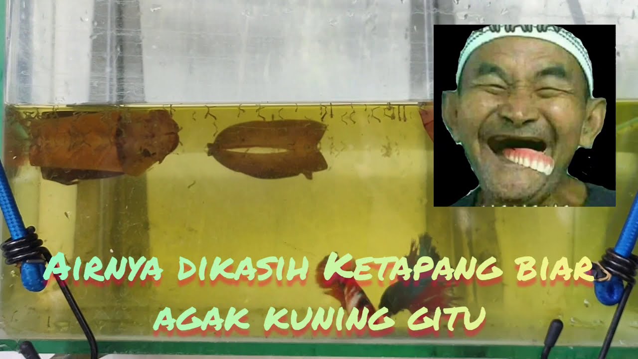 Ternak Ikan Cupang Pemula Bosku....Jamin bosku...Jangan salah bosku