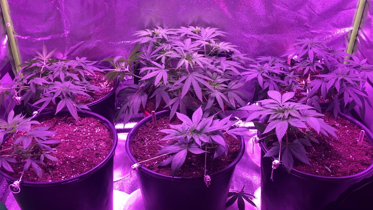 Giixer 1000w LED Grow (Pt. 2)