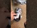 wait for it 🥰 #catsoftiktok #funnycat #kitten #cutecats #catlovers