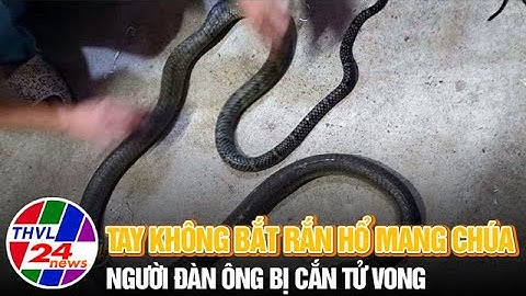 Tay không bắt rắn hổ mang chúa, người đàn ông bị cắn tử vong