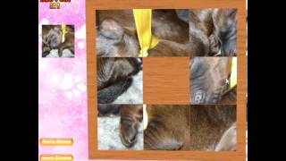 Jouer a chiots mignons - Jeu video screenshot 4