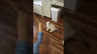 смешное видео с котами #кот #cat #shorts