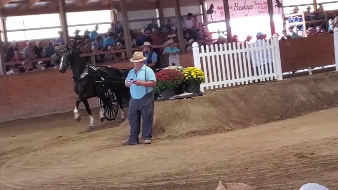 Buckeye Dutch Harness and Driving Horse sale YouTube