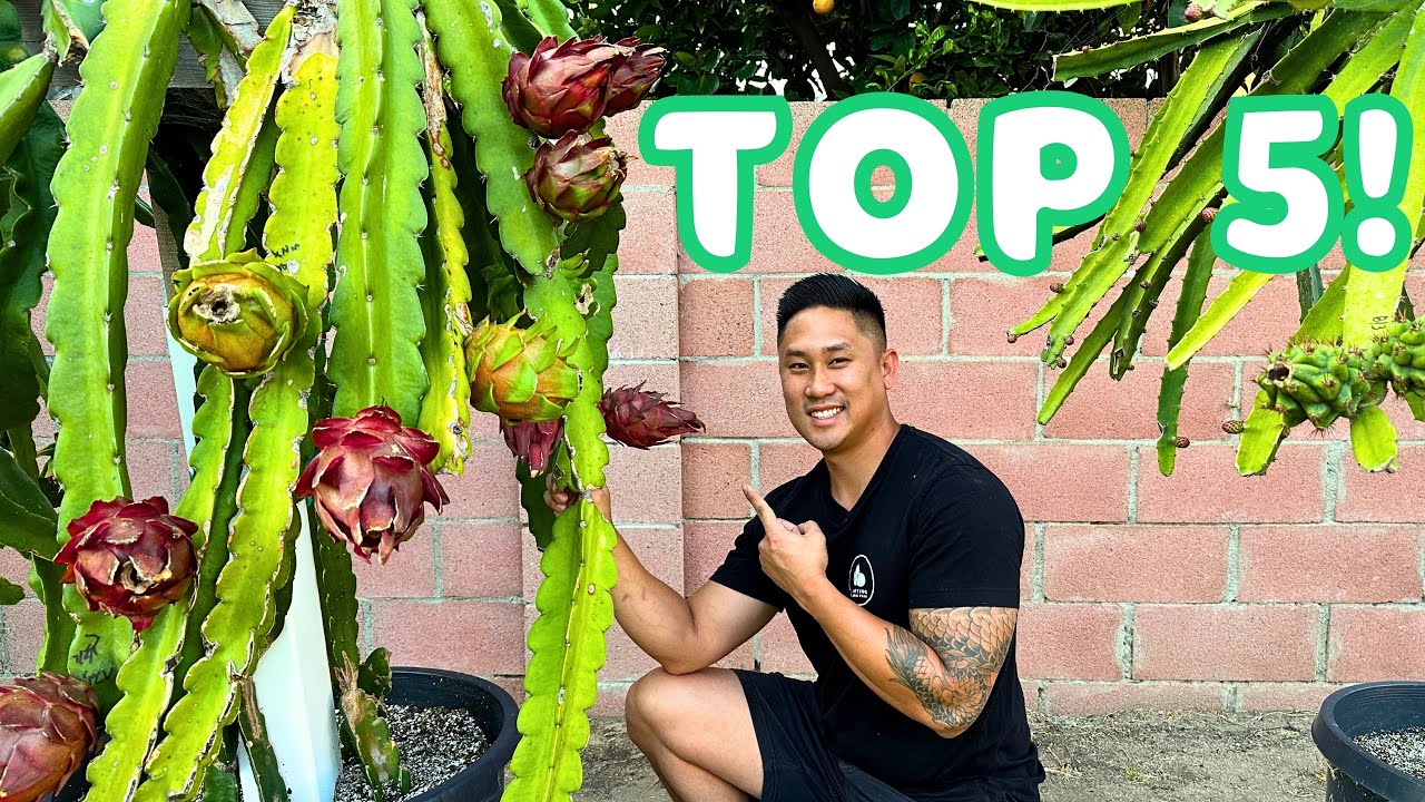 My Top 5 Sterile Dragon Fruit Varieties! Great For Your Collection.